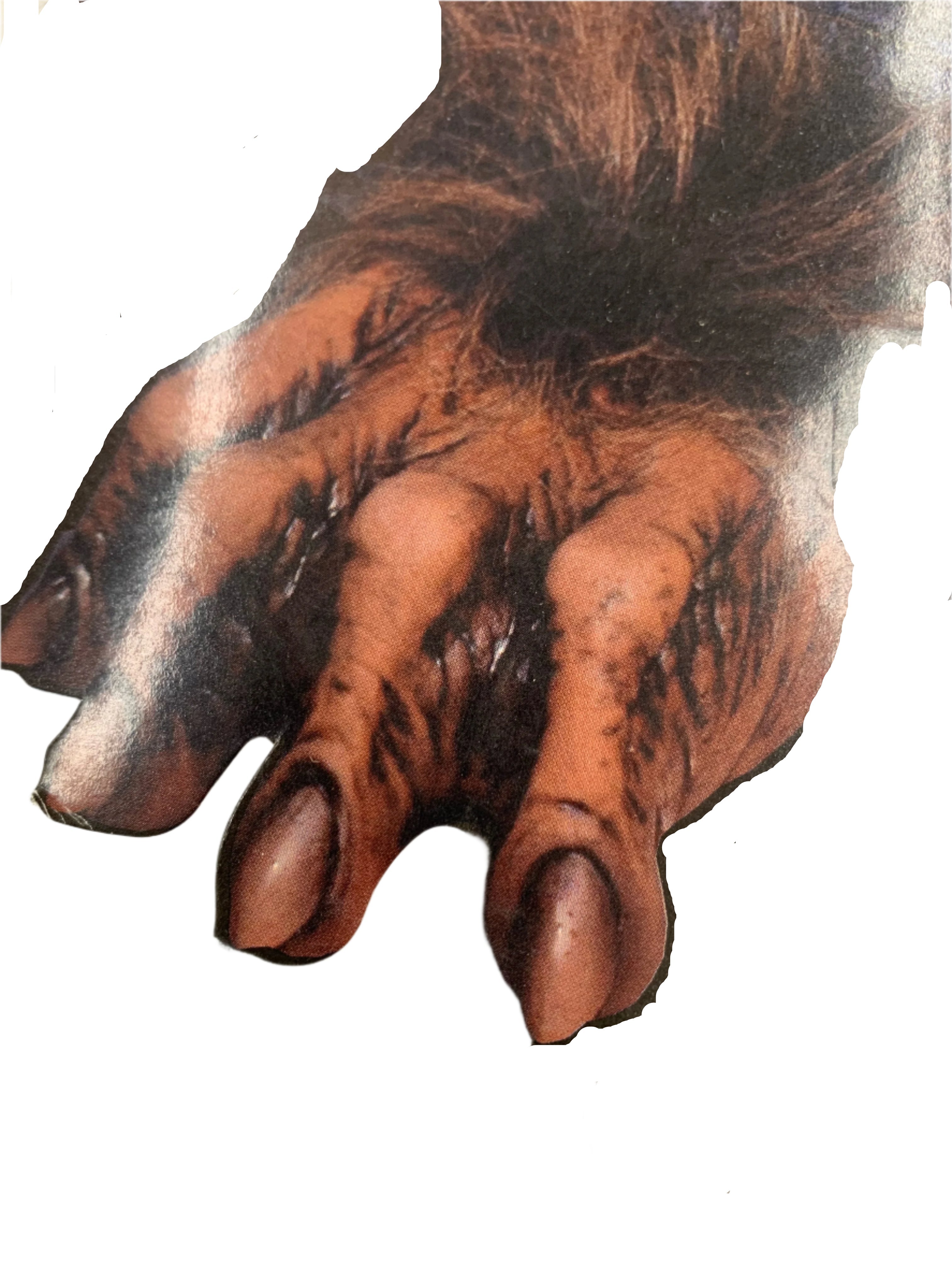 Brown Hoofs
